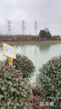 冠幅180厘米红叶石楠球