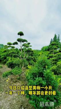 高度150厘米瓜子黄杨