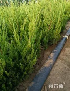高度60厘米小龙柏
