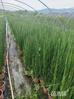 高度60厘米木贼