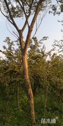 8公分朴树