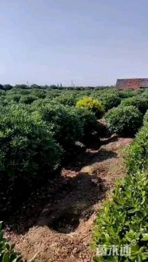 冠幅100厘米海桐球