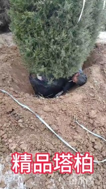 高度200厘米塔柏