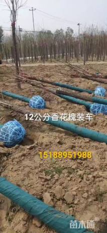 13公分嫁接香花槐