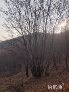 高度800厘米丛生五角枫