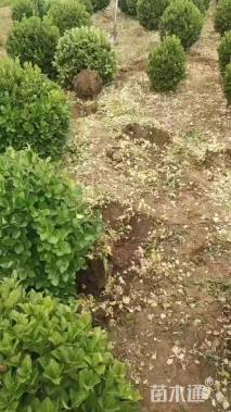 冠幅120厘米卫矛球