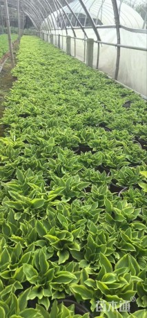 高度10厘米金边玉簪