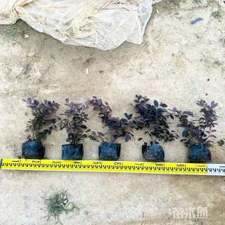高度25厘米红花继木