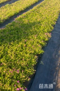 高度10厘米芝樱