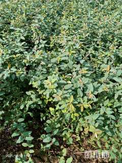 高度35厘米丰花月季