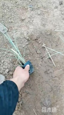 高度30厘米晨光芒