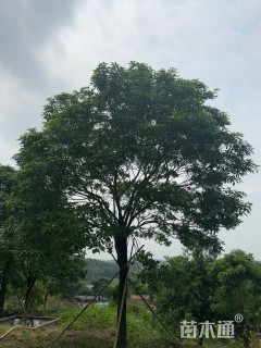 25公分紫花风铃木