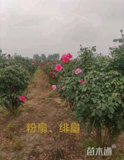 高度160厘米丛生月季