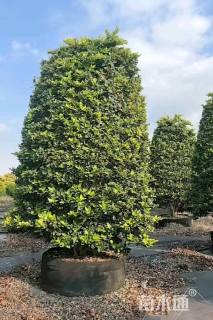 高度300厘米金森女贞