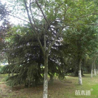 16公分合欢树