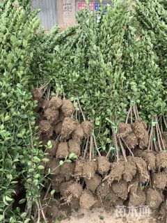 高度180厘米北海道黄杨