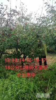 13公分山楂树
