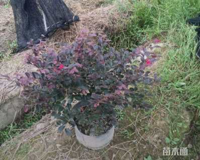 高度40厘米红花继木