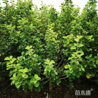 高度180厘米海滨木槿