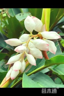 高度50厘米花叶良姜
