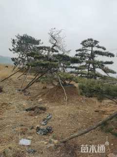 高度210厘米油松