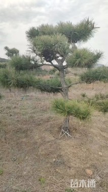 10公分造型黑松