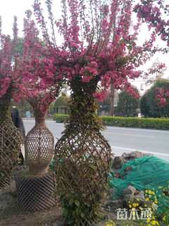 高度200厘米海棠花瓶