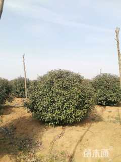 冠幅150厘米红叶石楠球