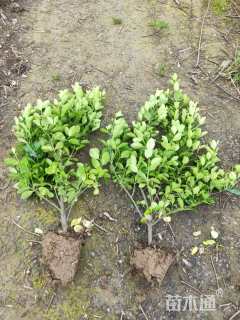 高度50厘米大叶黄杨