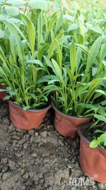 高度15厘米金鸡菊