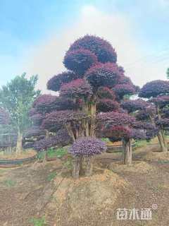 10公分造型红花继木桩