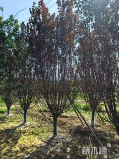 11公分紫叶矮樱