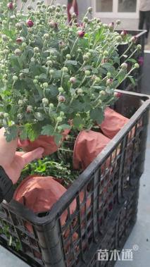 高度20厘米千头菊