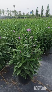 高度40厘米荷兰菊