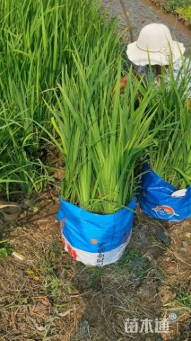 高度40厘米黄菖蒲