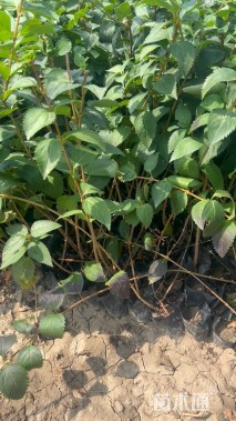 高度30厘米金钟花