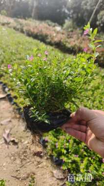 高度15厘米满天星