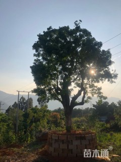 50公分清香木