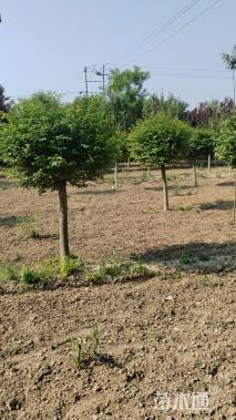 移栽苗火焰卫矛球