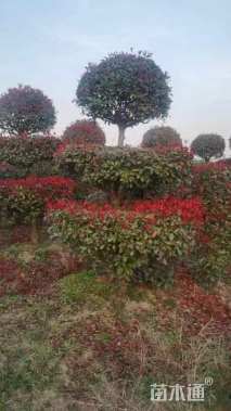 10公分红叶石楠