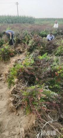 高度60厘米紫叶小檗