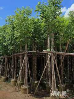 5公分复羽叶栾树