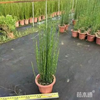 高度60厘米木贼