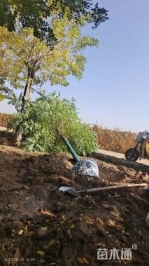 9公分金枝龙爪槐