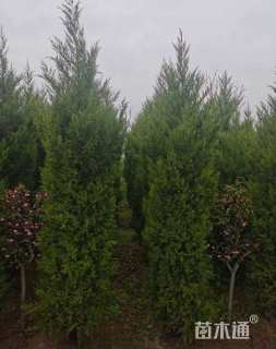 高度250厘米塔柏