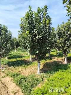 12公分八棱海棠