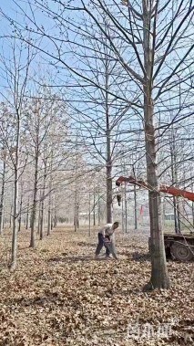 20公分娜塔栎