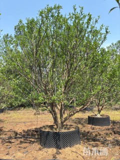 高度300厘米南丰蜜桔