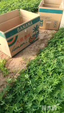 高度40厘米荷花