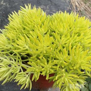 高度30厘米金叶佛甲草